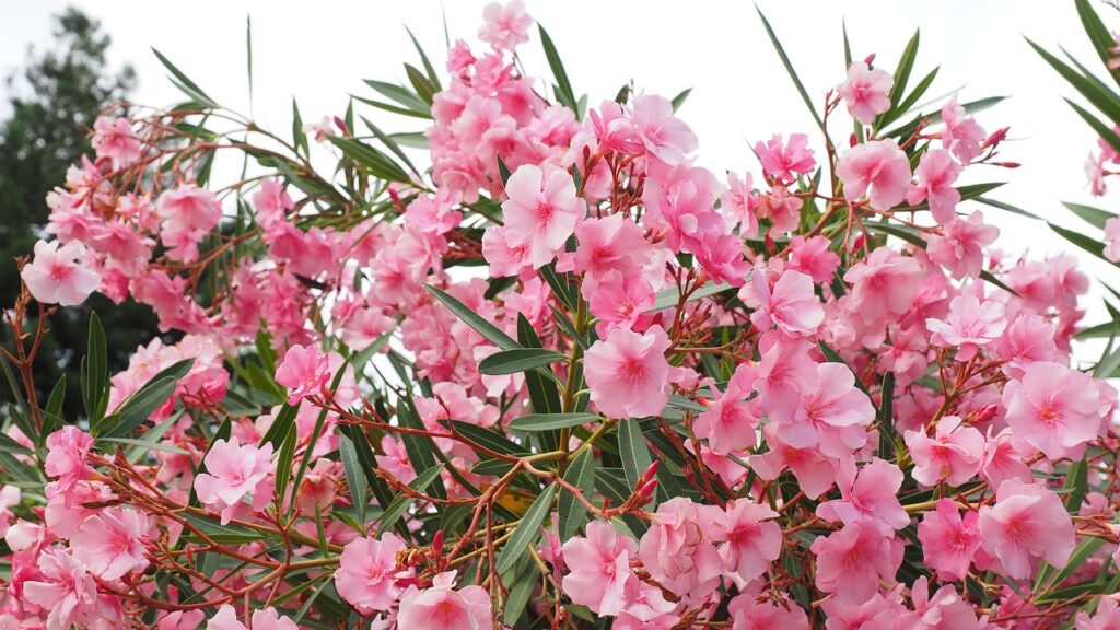 Apensar da sua beleza a Nerium Oleander, ou flor-de-são-josé, é considerada como uma das plantas mais venenosas do mundo.